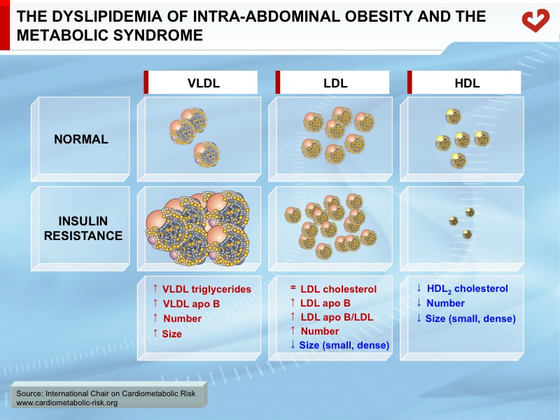 The dyslipidemia of intra-abdominal obesity and the metabolic syndrome