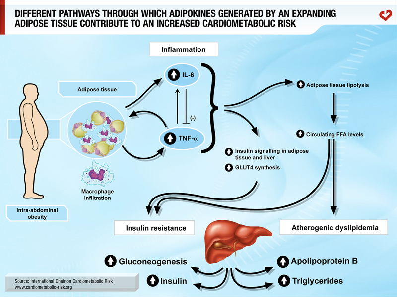 Different pathways through which adipokines