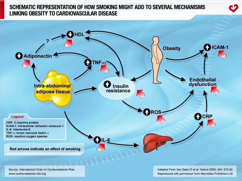 Schematic representation of how smoking might add to several mechanisms linking obesity to cardiovascular disease