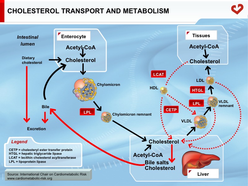 Cholesterol transport and metabolism