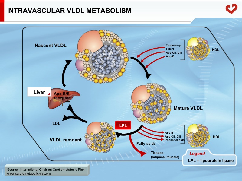 Intravascular VLDL metabolism