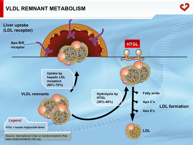 VLDL remnant metabolism