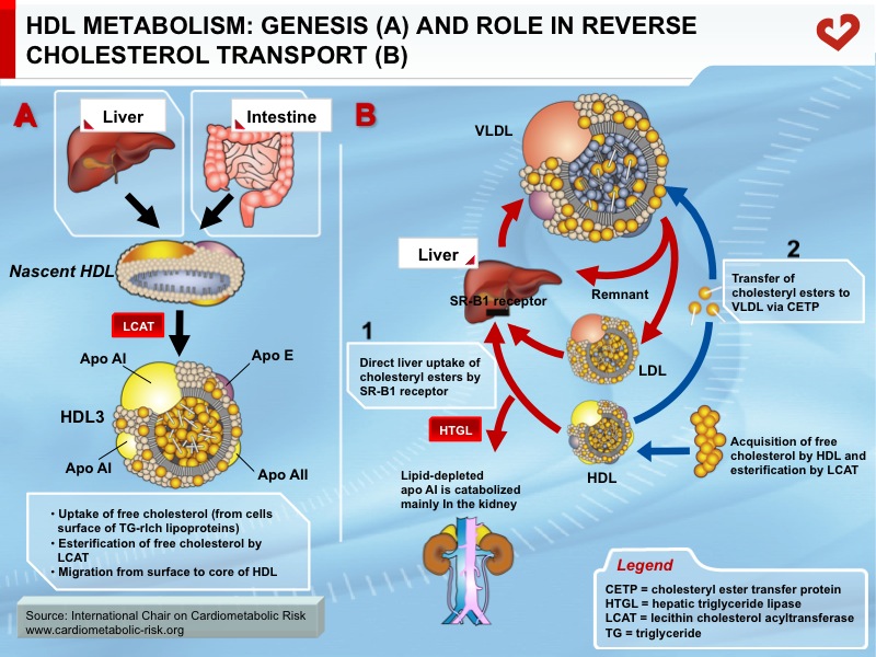 HDL metabolism: genesis (a) and role in reverse cholesterol transport (b)