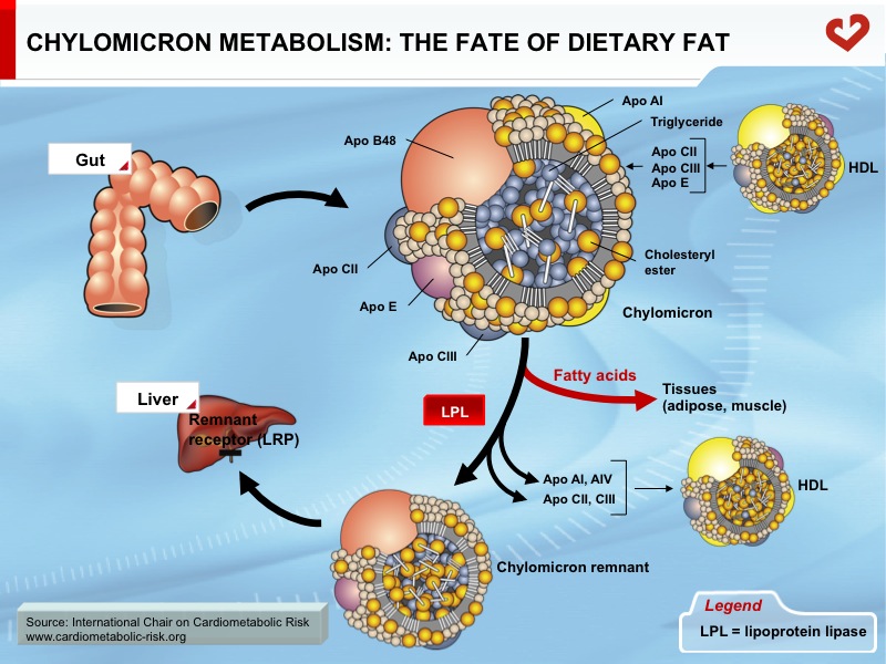 Chylomicron metabolism—the fate of dietary fat