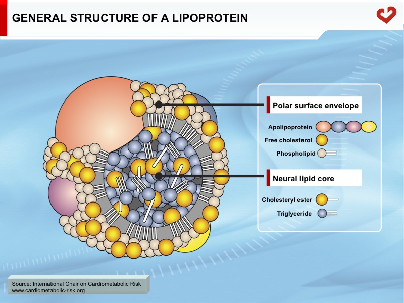General structure of a lipoprotein