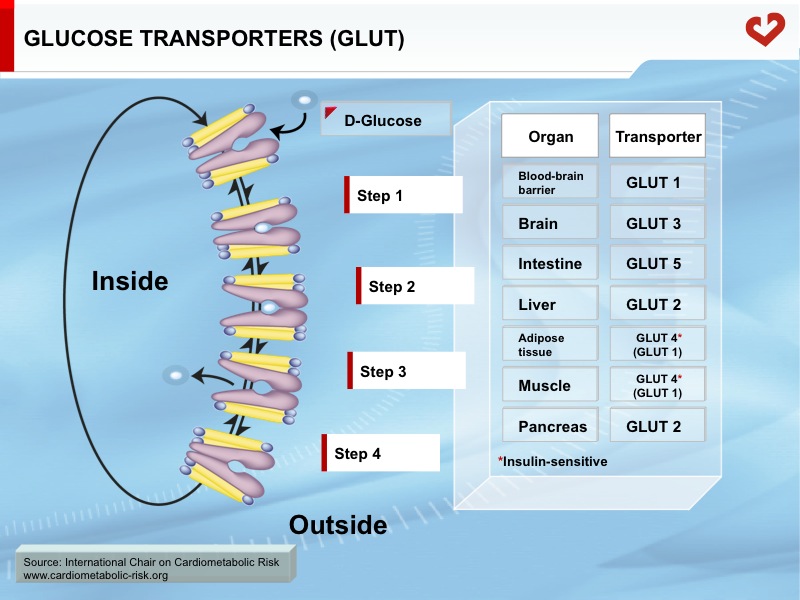 Glucose transporters (GLUT)