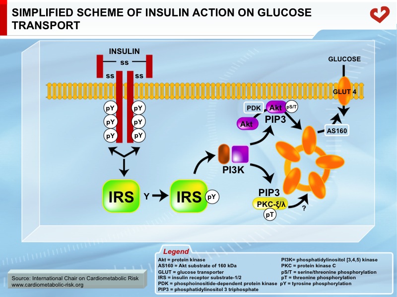 Simplified scheme of insulin action on glucose transport