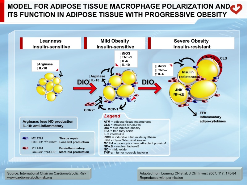 Model for adipose tissue macrophage polarization and its function in adipose tissue with progressive obesity