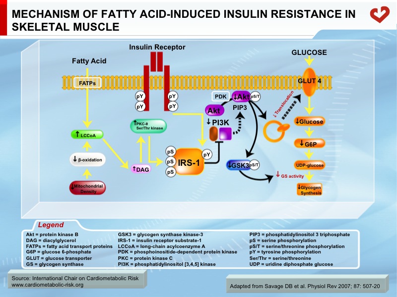Mechanism of fatty acid-induced insulin resistance in skeletal muscle