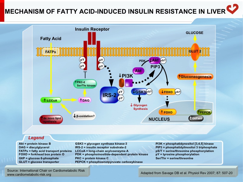 Mechanism of fatty acid-induced insulin resistance in liver