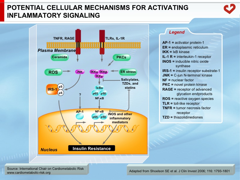 Potential cellular mechanism for activating inflammatory signaling