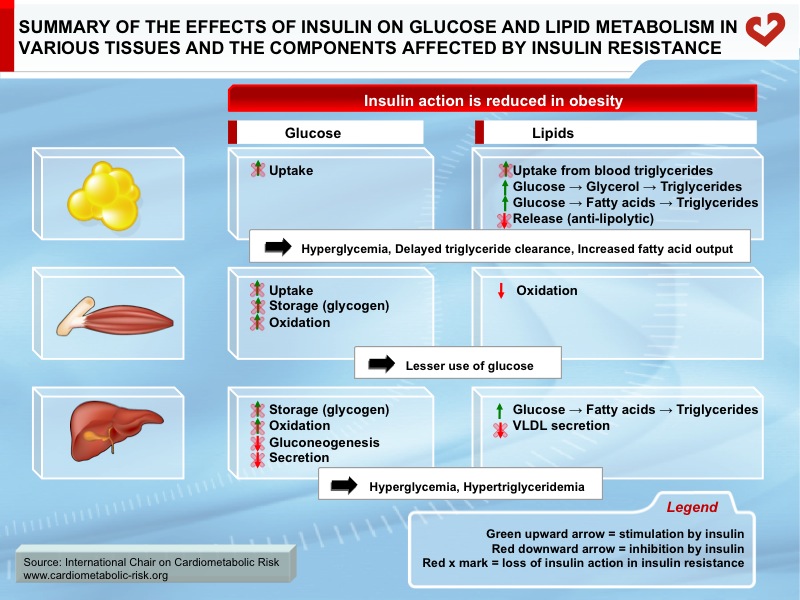 Summary of the effects of insulin on glucose and lipid metabolism in various tissues and the components affected by insulin resistance