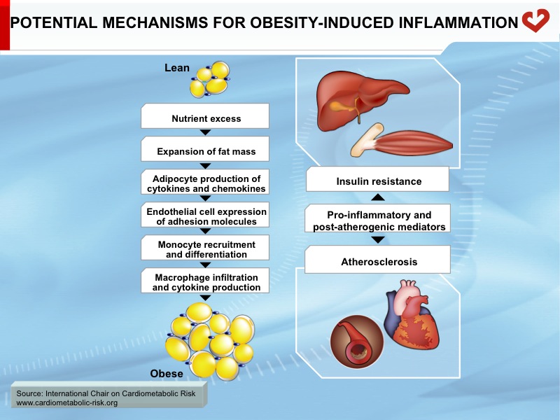 Potential mechanisms for obesity-induced inflammation