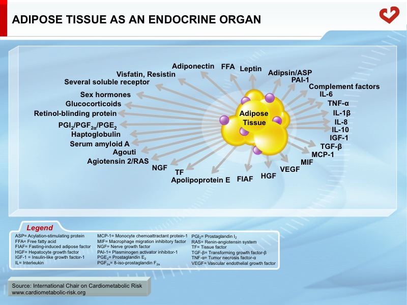 Adipose tissue as an endocrine organ