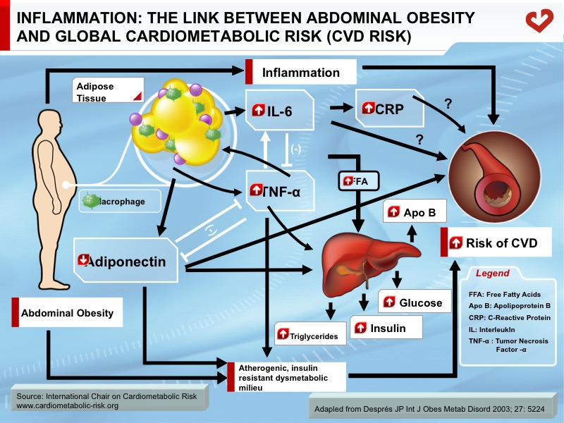 Inflammation: the link between abdominal obesity and global cardiometabolic risk (CVD risk)