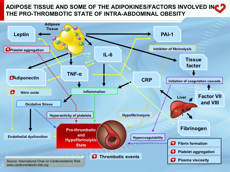 Adipose tissue and some of the adipokines/factors involved in the pro-thrombotic state of intra-abdominal obesity