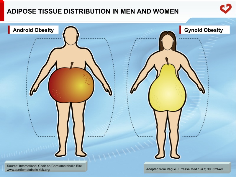 Adipose Tissue Distribution in Men and Women
