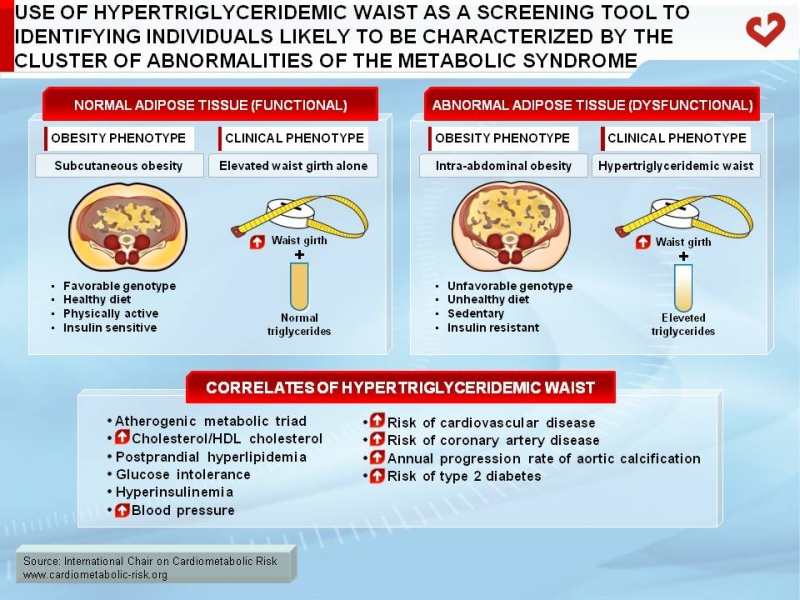 Use of hypertriglyceridemic waist as a screening tool to indentifying individuals likely to be characterized by the cluster of abnormalities of the metabolic syndrome