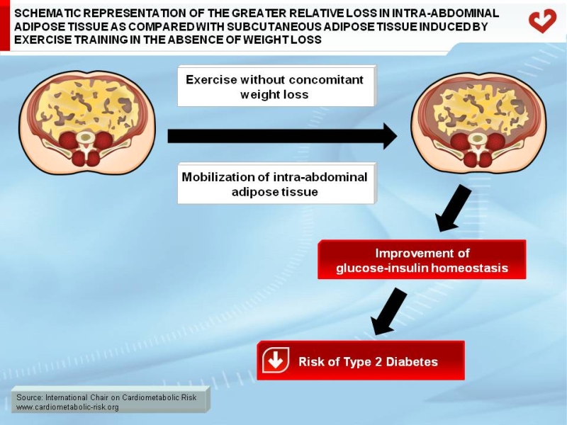 Schematic representation of the greater relative loss in intra-abdominal adipose tissue as compared with subcutaneous adipose tissue induced by exercise training in the absence of weight loss