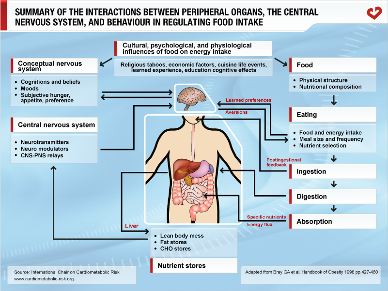 Summary of the interaction between peripheral organs, the central nervous system, and behaviour in regulating food intake