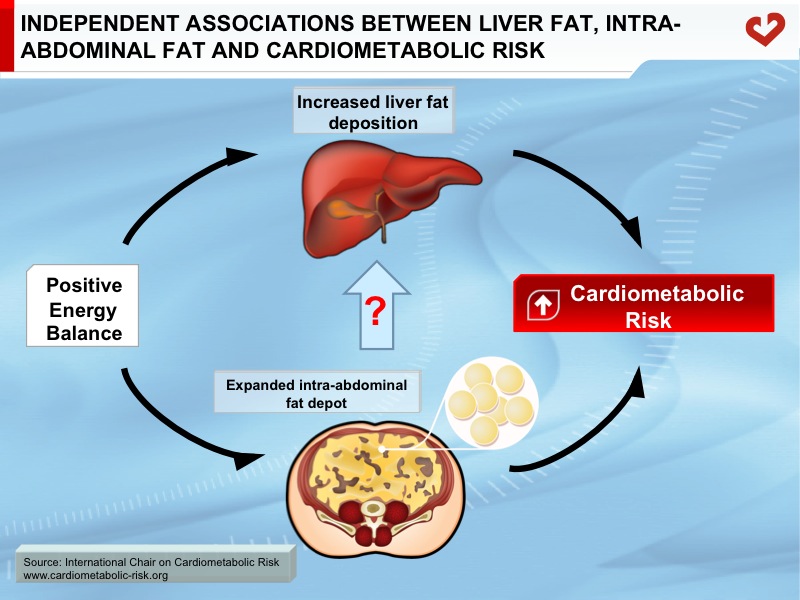 Independent associations between liver fat, intra-abdominal fat, and cardiometabolic risk