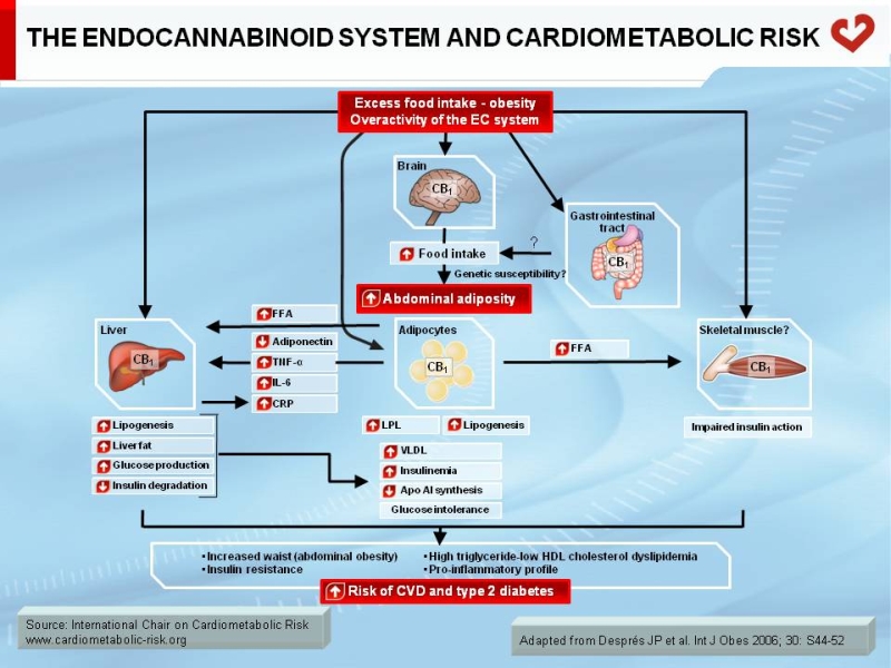 The endocannabinoid system and cardiometabolic risk