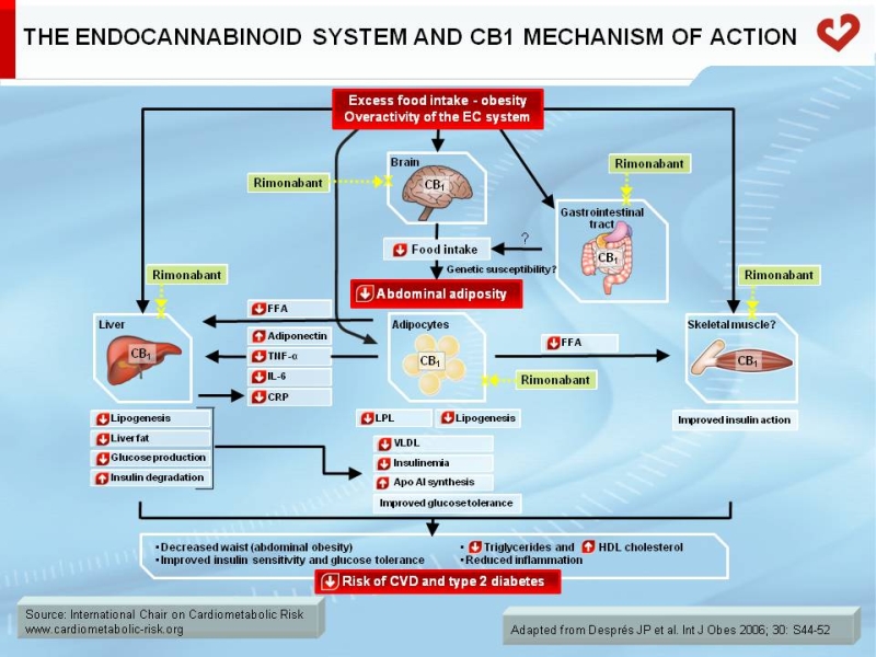 The endocannabinoid system and CB1 mechanism of action
